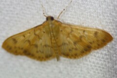 Patania balteata