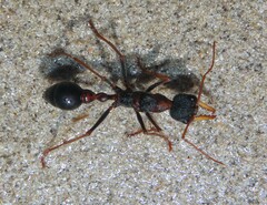 Myrmecia arnoldi