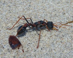 Myrmecia arnoldi