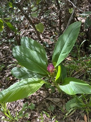 Curcuma australasica