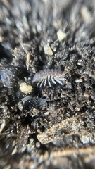 Agnaridae
