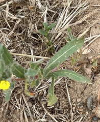 Camissoniopsis micrantha