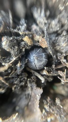 Armadillidium vulgare