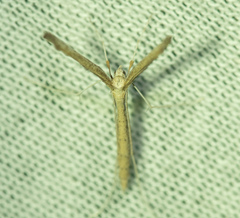 Pterophoroidea
