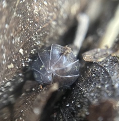 Armadillidium vulgare
