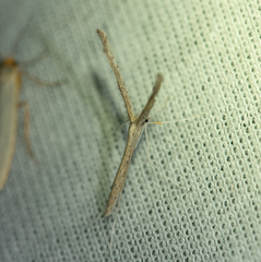 Pterophoroidea