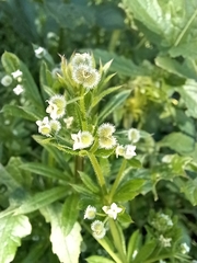 Galium aparine