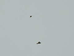 Pitangus sulphuratus
