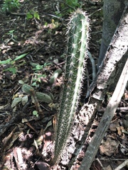 Acanthocereus oaxacensis
