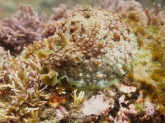 Dolabrifera brazieri