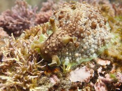 Dolabrifera brazieri