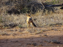 Lupulella mesomelas schmidti