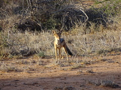 Lupulella mesomelas schmidti