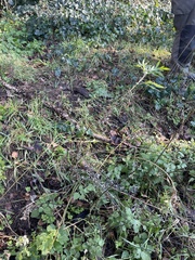 Artemisia verlotiorum