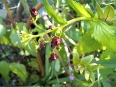 Scrophularia arguta