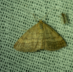 Scopula rubiginata