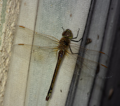 Anax ephippiger