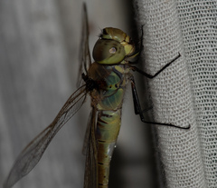 Anax ephippiger