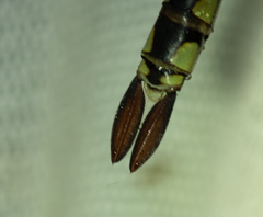 Anax ephippiger