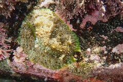 Dolabrifera brazieri