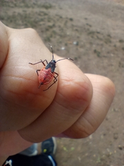 Pentatomomorpha