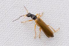 Rhagonycha lignosa