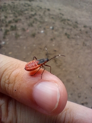 Pentatomomorpha