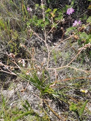 Trachyandra revoluta