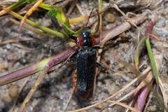 Cantharis fusca