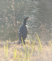 Phalacrocorax carbo hanedae