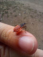 Pentatomomorpha