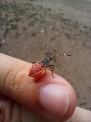 Pentatomomorpha