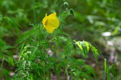 Papaver cambricum