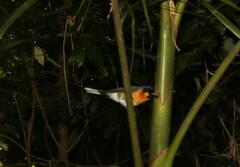 Symposiachrus trivirgatus