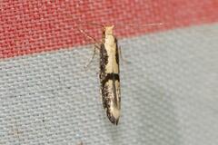 Argyresthia conjugella