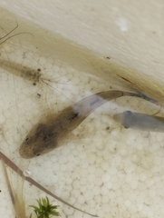 Oxyeleotris marmorata