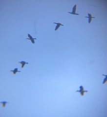 Phalacrocorax carbo hanedae