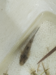 Oxyeleotris marmorata