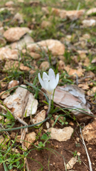 Crocus vernus
