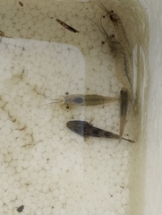 Oxyeleotris marmorata