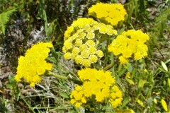 Nidorella auriculata