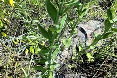 Nidorella auriculata