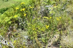 Nidorella auriculata