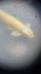 Cyprinus rubrofuscus