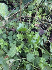 Artemisia verlotiorum