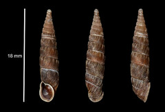 Alinda biplicata