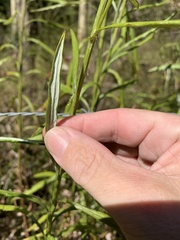 Senecio linearifolius