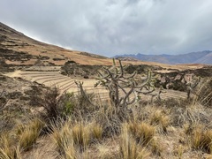 Austrocylindropuntia subulata