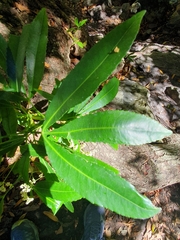 Platylophus trifoliatus