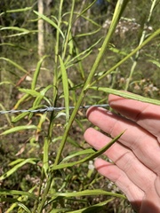 Senecio linearifolius